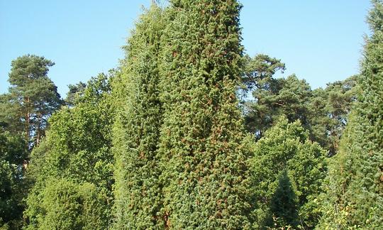 Juniper berry - Wikipedia