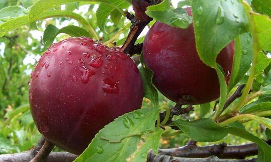 Plum, raw, organic? (real plum) | Foundation G+E